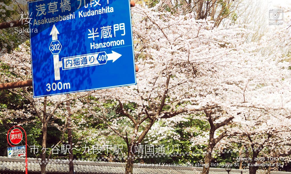 靖国通りの桜