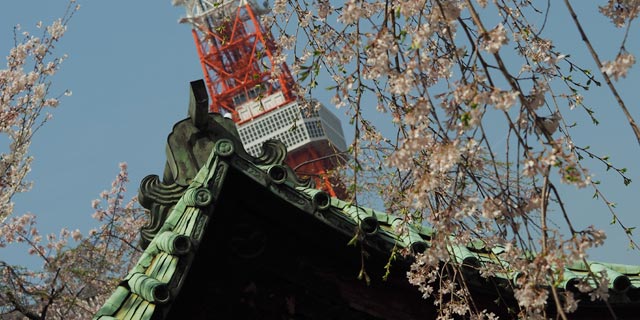 일본 : 조조지 (増上寺) 와 도쿄타워와 사쿠라 (벚꽃)
