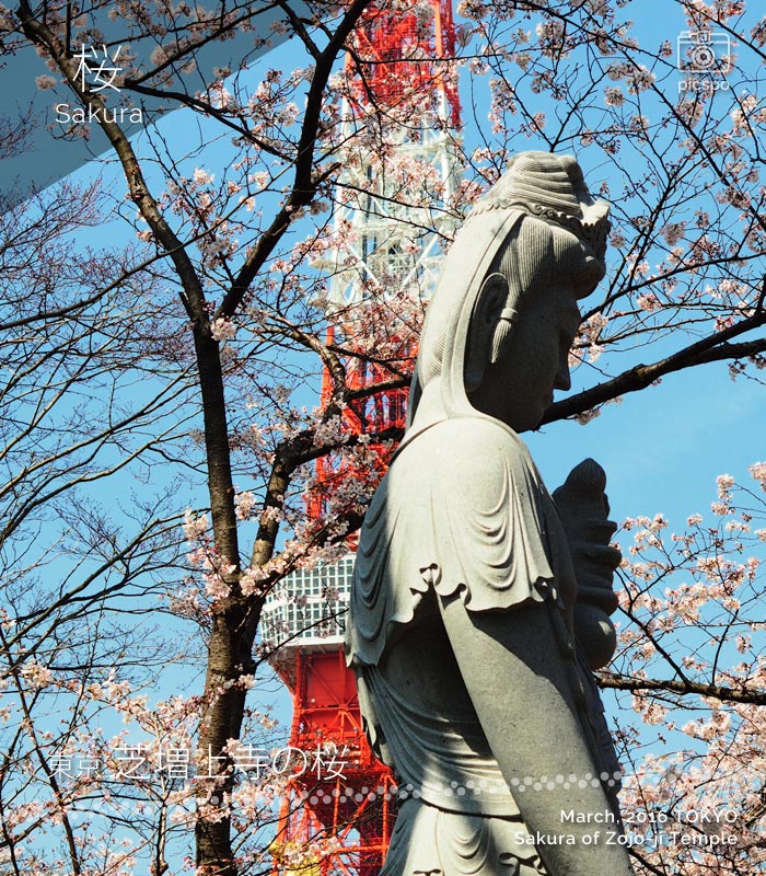 [桜] 増上寺と東京タワーと桜