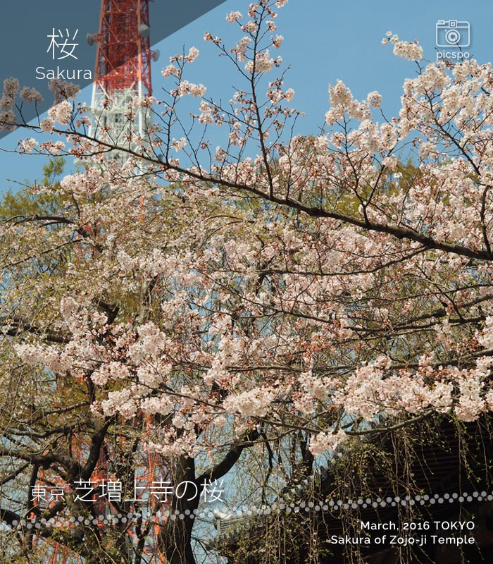 [桜] 増上寺と東京タワーと桜
