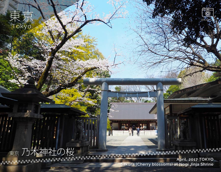 乃木神社の桜