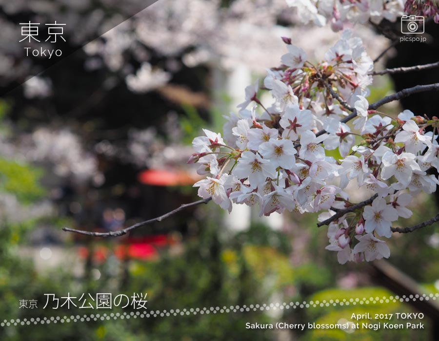 乃木公園の桜