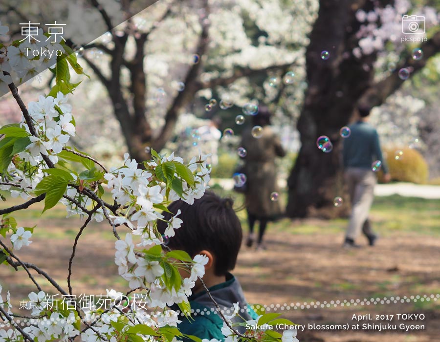 Cherry Blossoms of Shinjuku Gyoen