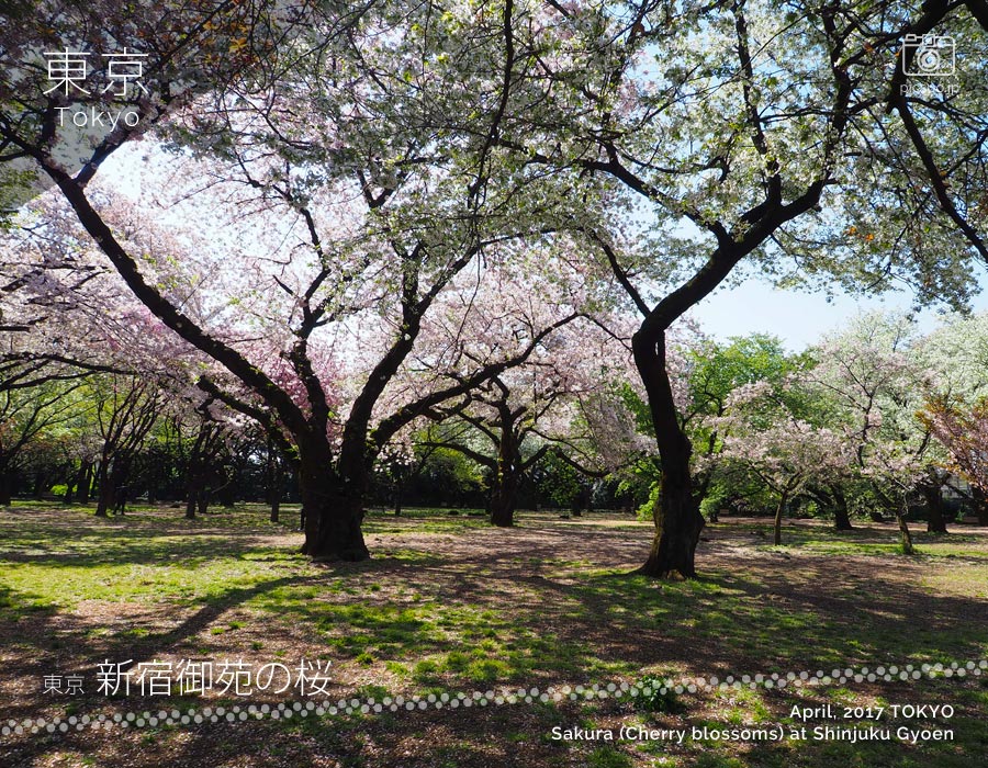 Cherry Blossoms of Shinjuku Gyoen