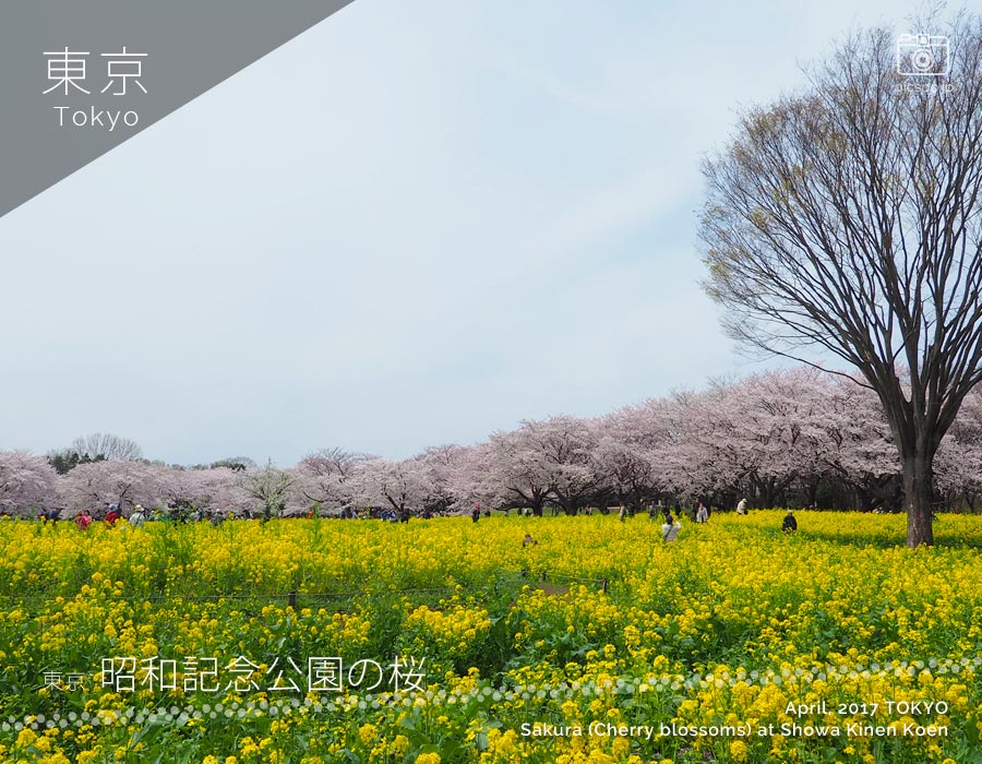 昭和記念公園の桜