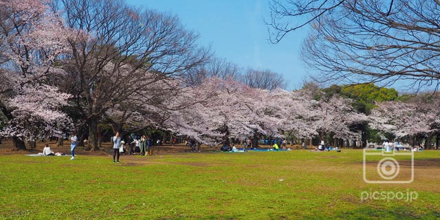 Japan Tokyo [Shibuya-KU] Yoyogi Park (代々木公園)
