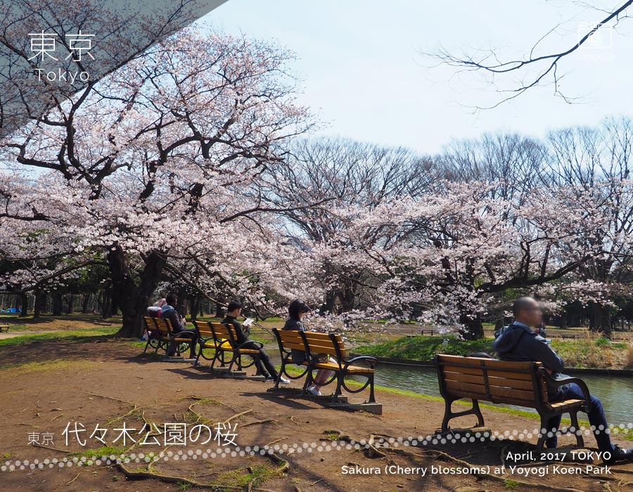 Cherry Blossoms of Yoyogi Park
