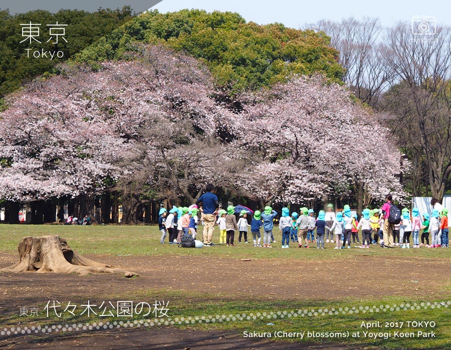 Cherry Blossoms of Yoyogi Park