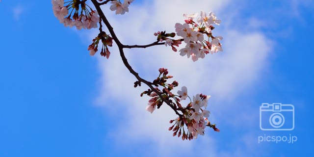 도쿄에서 즐길수있는 벚꽃 명소를 지역별로 소개!