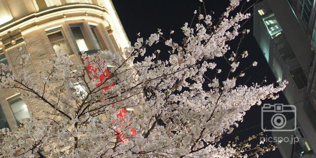 東京の夜桜スポット