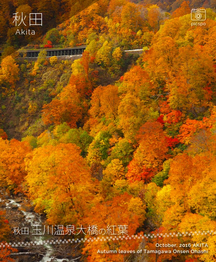 美しすぎすぎる！玉川温泉大橋の紅葉