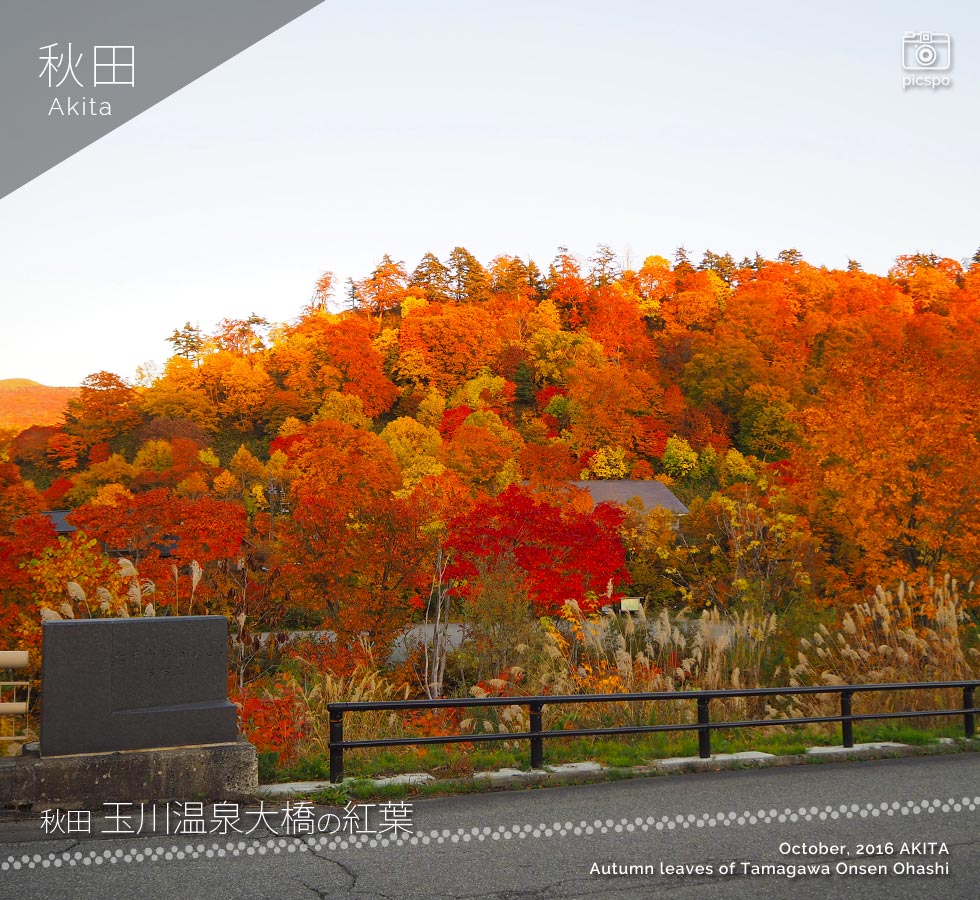美しすぎすぎる！玉川温泉大橋の紅葉