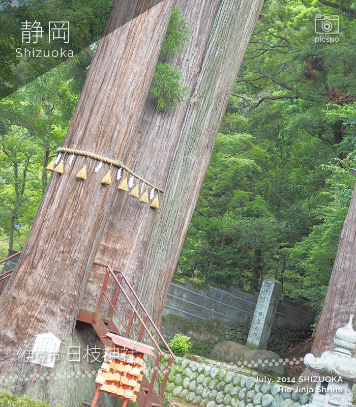 日枝神社（修善寺）の子宝の杉