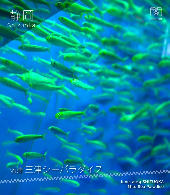 三津シーパラダイスの駿河湾の魚たち