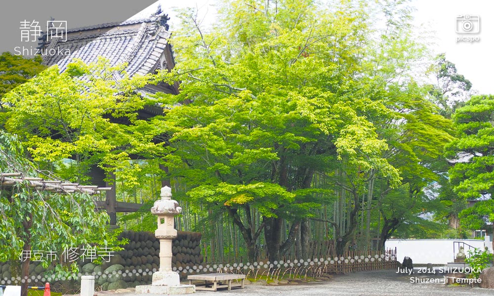 修禅寺の竹林
