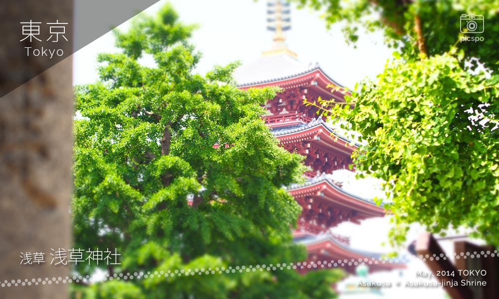 浅草神社から見える五重塔