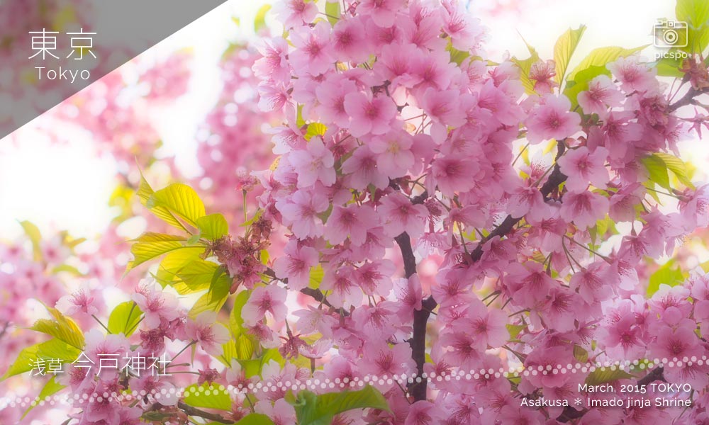 Asakusa : Imado jinja Shrine (今戸神社) 八重桜