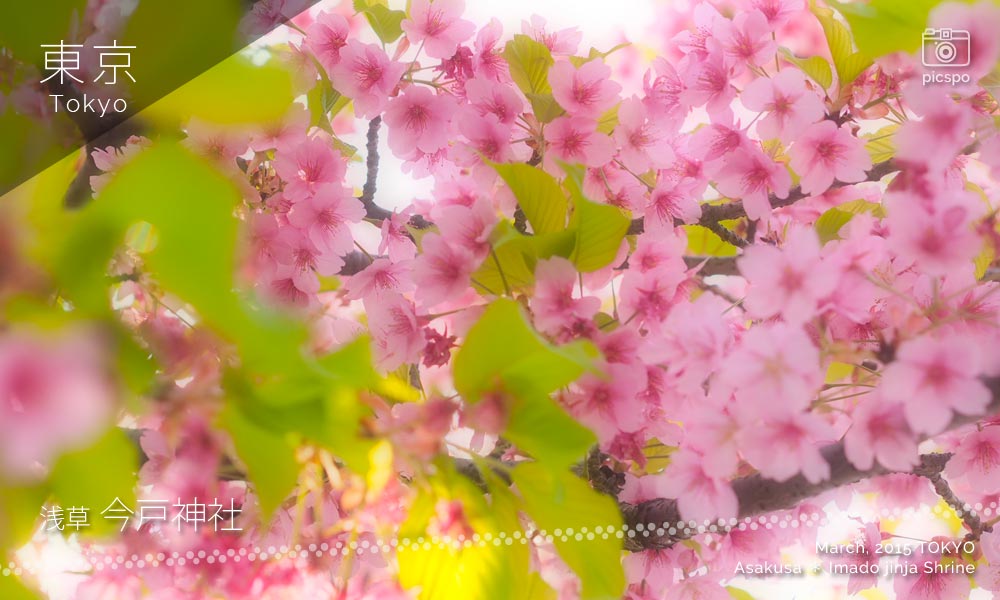 今戸神社の八重桜