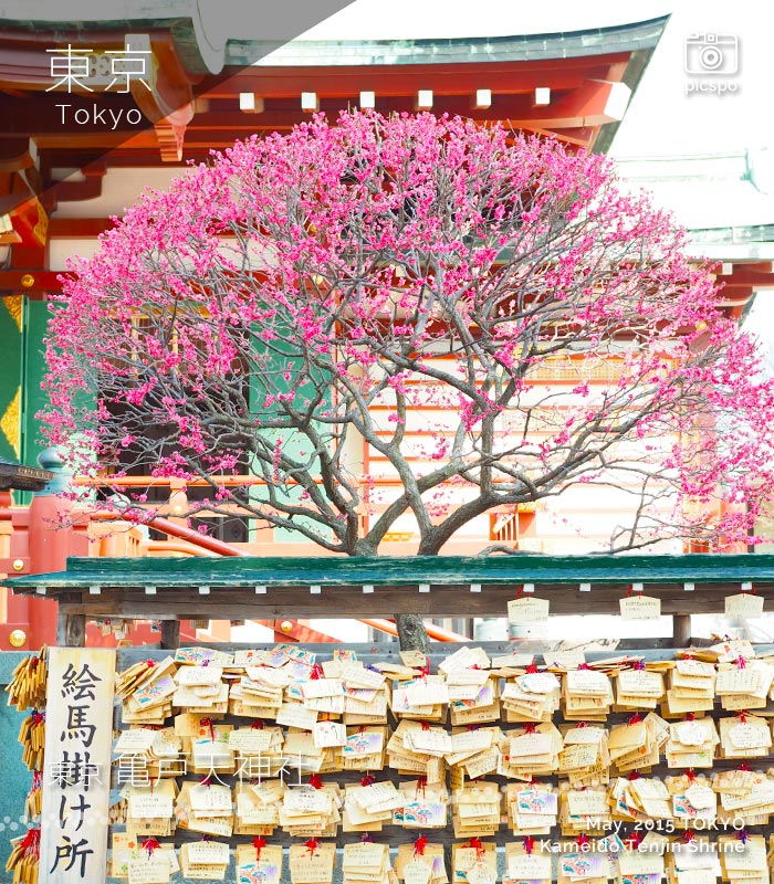 亀戸天神社の梅まつり