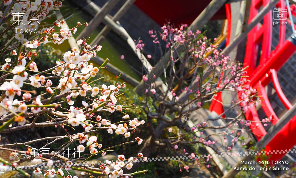 亀戸天神社の梅まつり