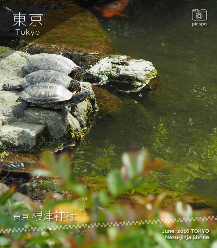根津神社の池の亀