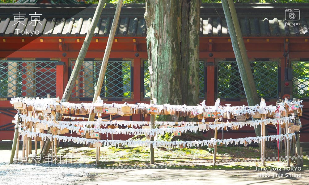 根津神社の願掛けカヤの木