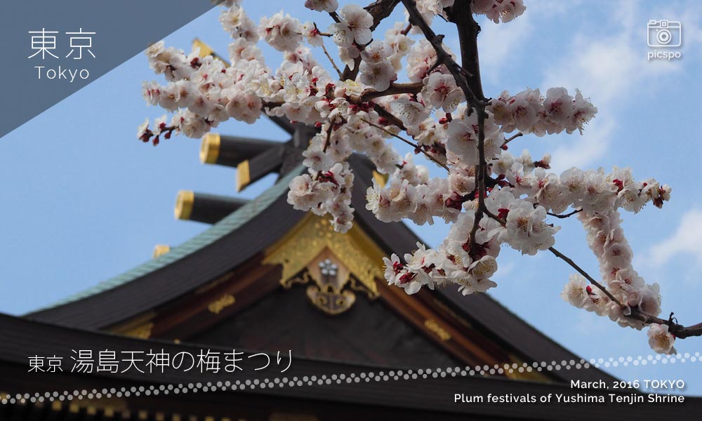 유시마 텐진 (湯島天神) : 매화 축제