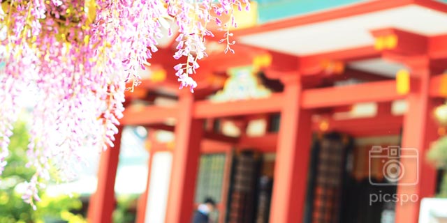 赤坂日枝神社の藤棚