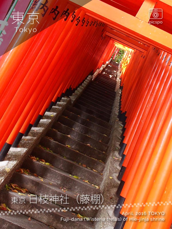 赤坂 日枝神社の稲荷参道