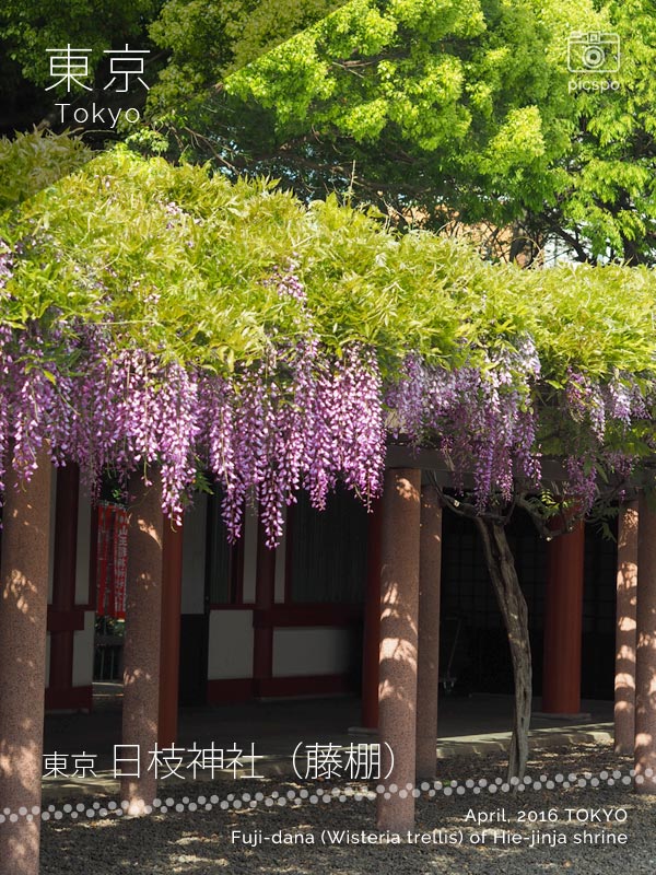 赤坂 日枝神社の藤棚
