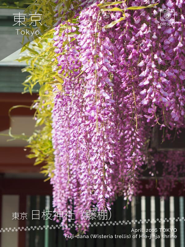 赤坂 日枝神社の藤棚
