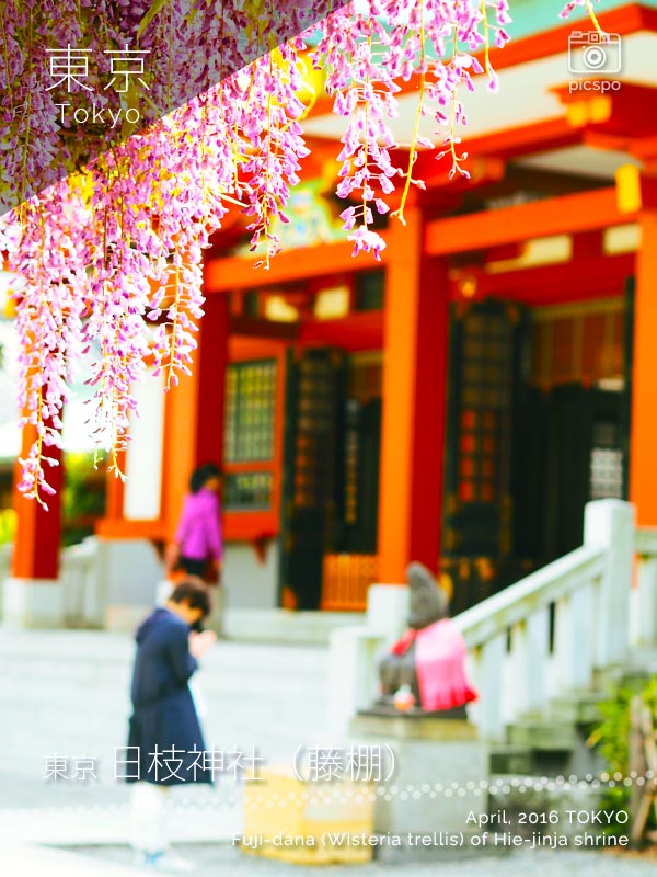 赤坂 日枝神社の社殿