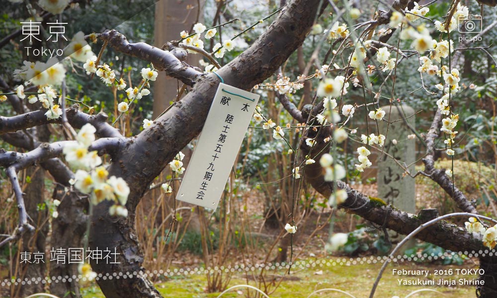 Yasukuni Jinja Shrine (靖国神社) plum trees