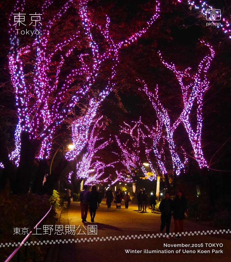 上野公園 冬桜イルミネーション