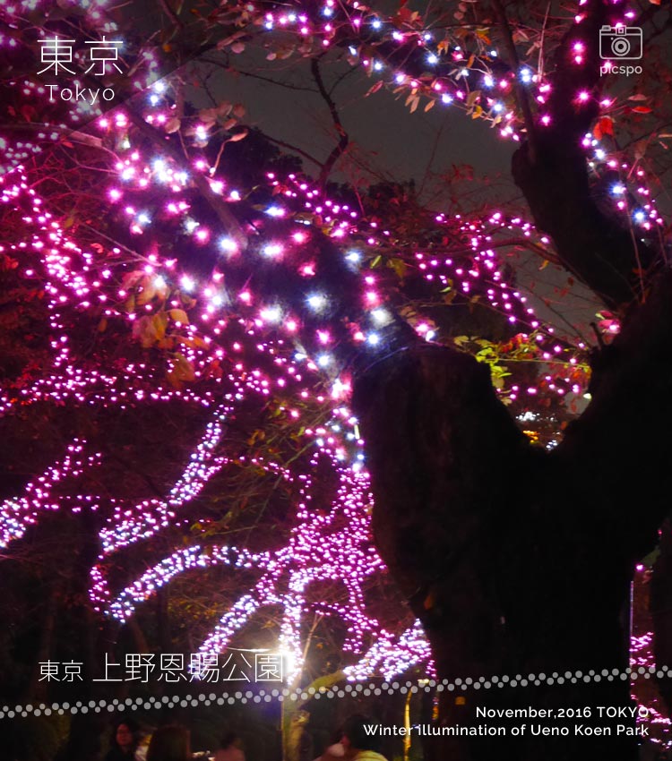 上野公園 冬桜イルミネーション