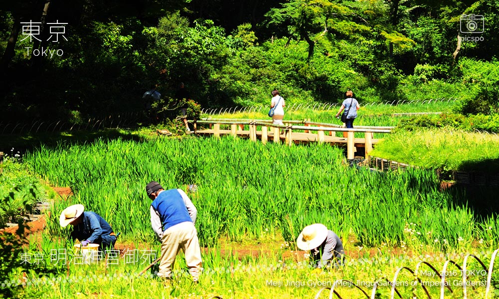 Meiji Jingu Gyoen (明治神宮御苑) Paddy field of irises
