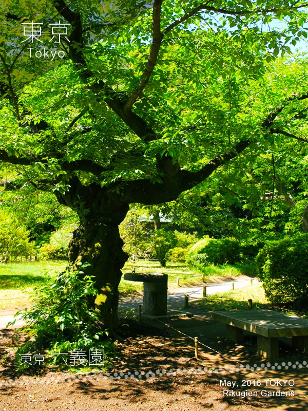 Rikugien Gardens (六義園) Cherry tree