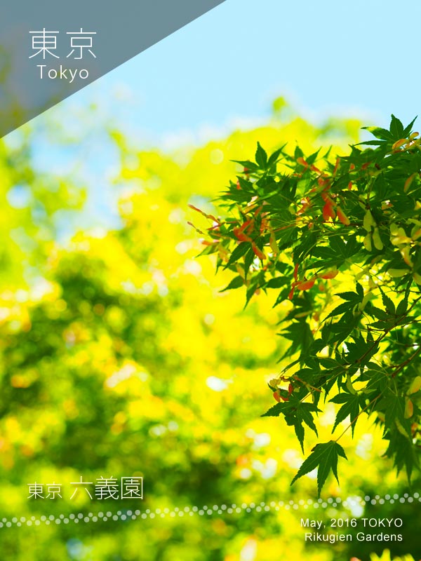 Rikugien Gardens (六義園) maple