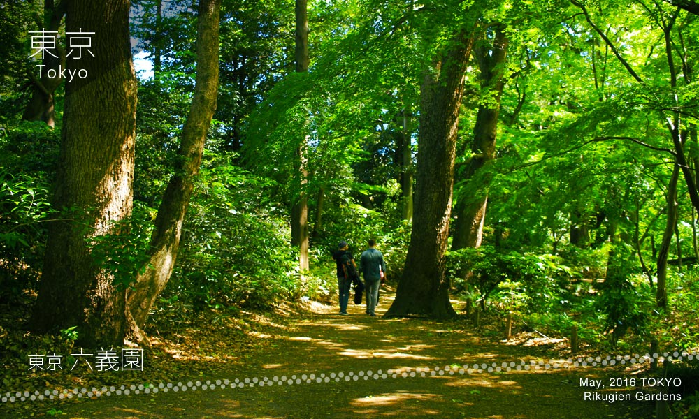 Rikugien Gardens (六義園) forest