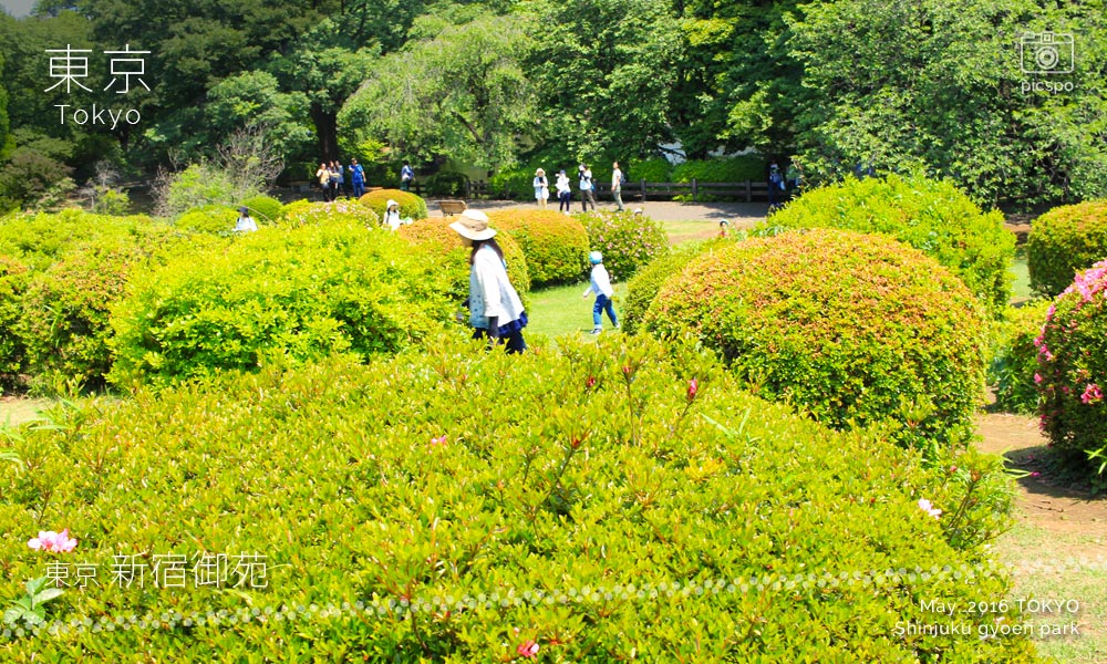 신주쿠교엔 (新宿御苑) 철쭉 산