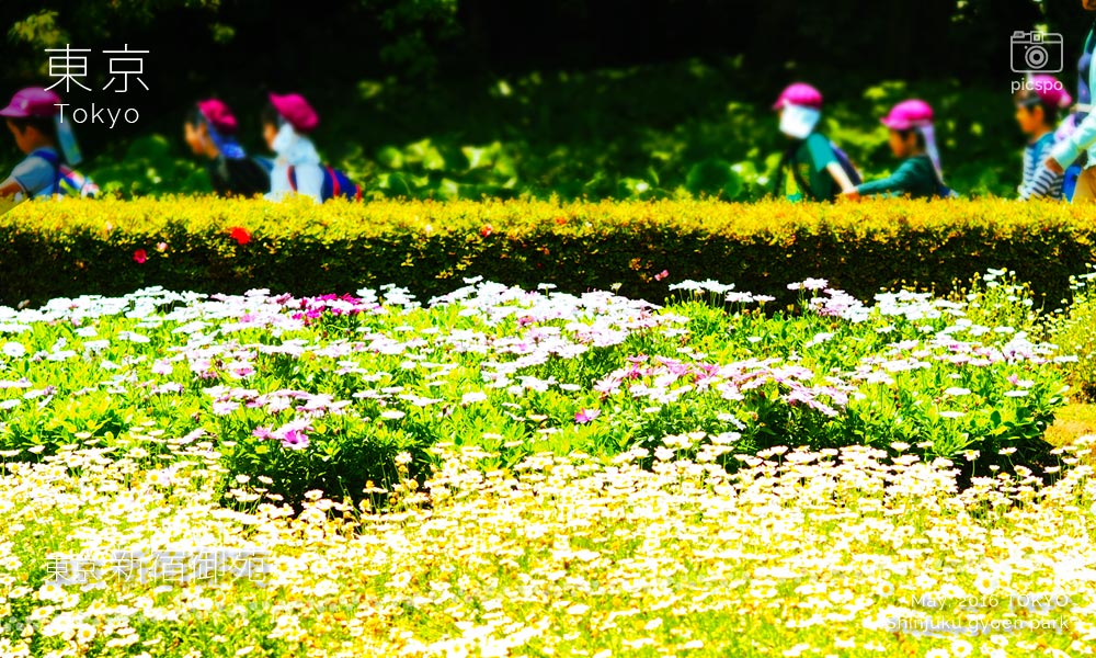 Shinjuku Gyoen Park (新宿御苑) flower bed