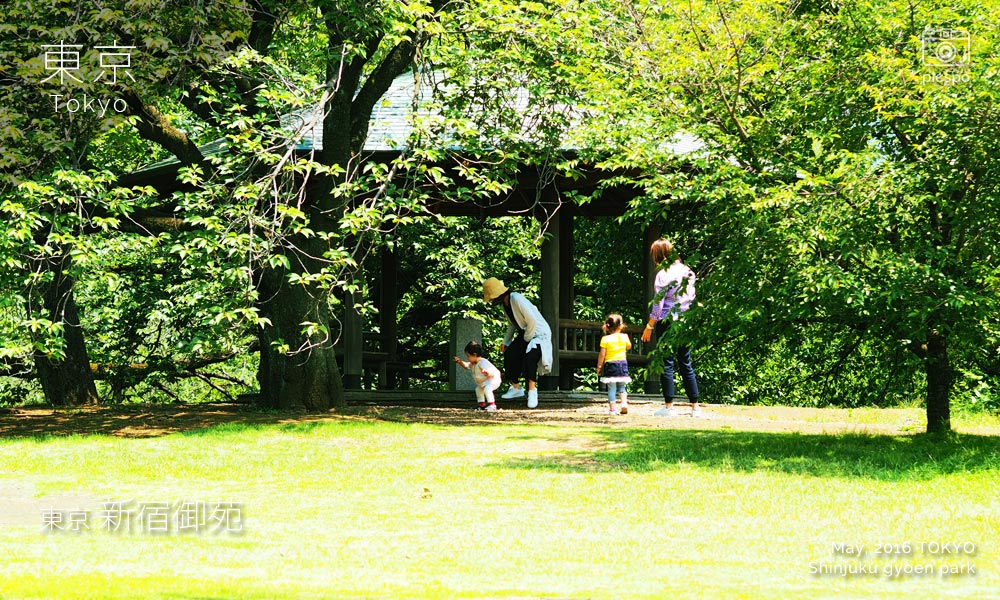 Shinjuku Gyoen Park (新宿御苑) English Landscape Garden