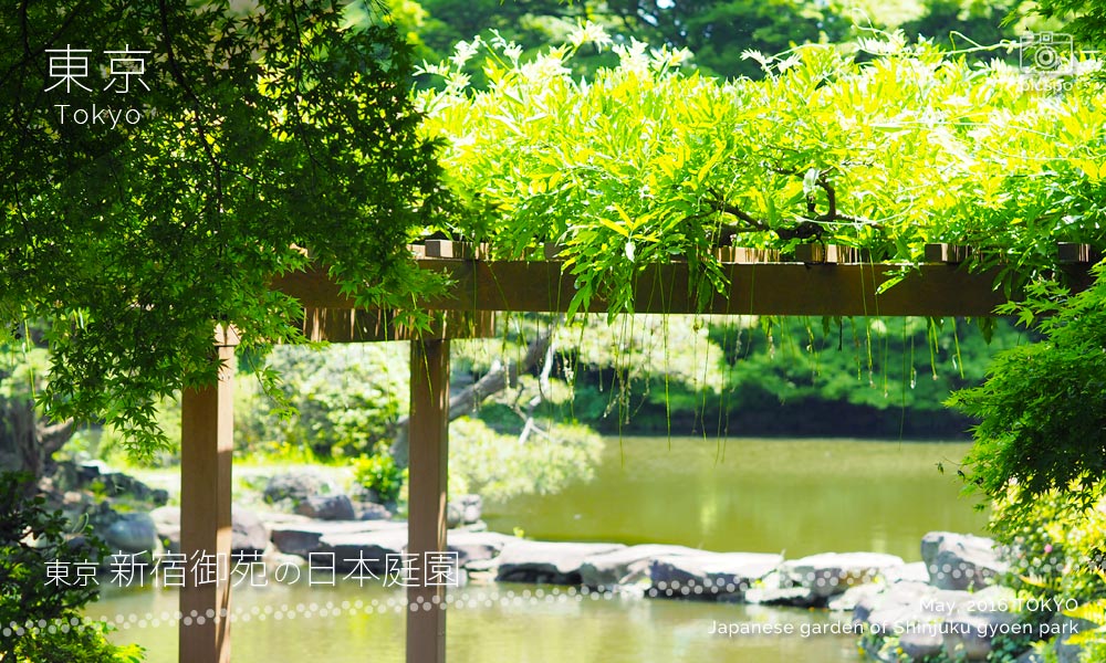 新宿御苑の日本庭園 上の池