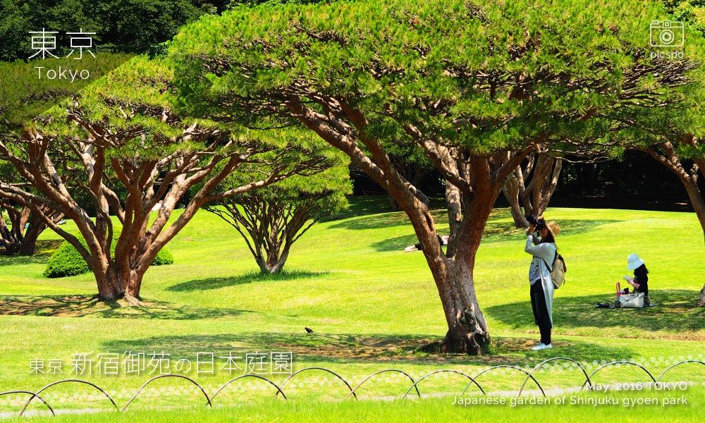 신주쿠교엔 (新宿御苑)의 일본정원 소나무