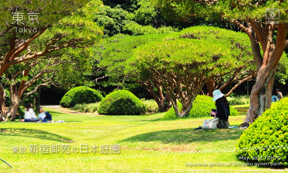 Japanese garden of Shinjuku Gyoen (新宿御苑) pine