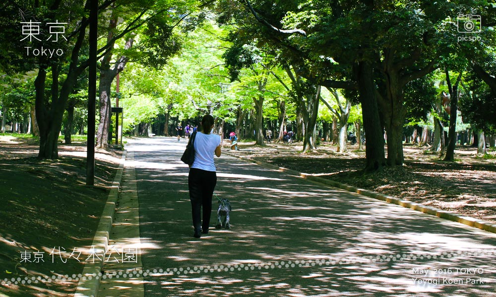 Yoyogi Park (代々木公園) 