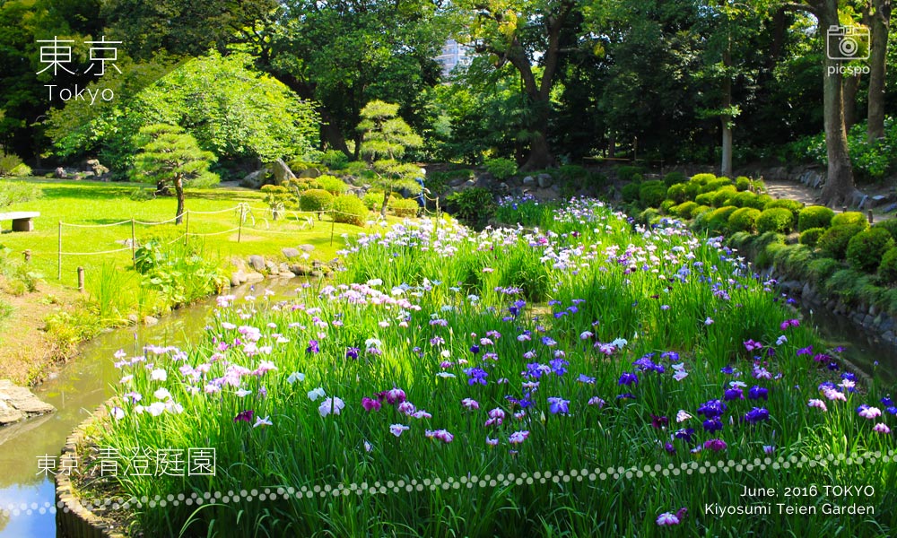 기요스미정원(清澄庭園) 꽃 창포
