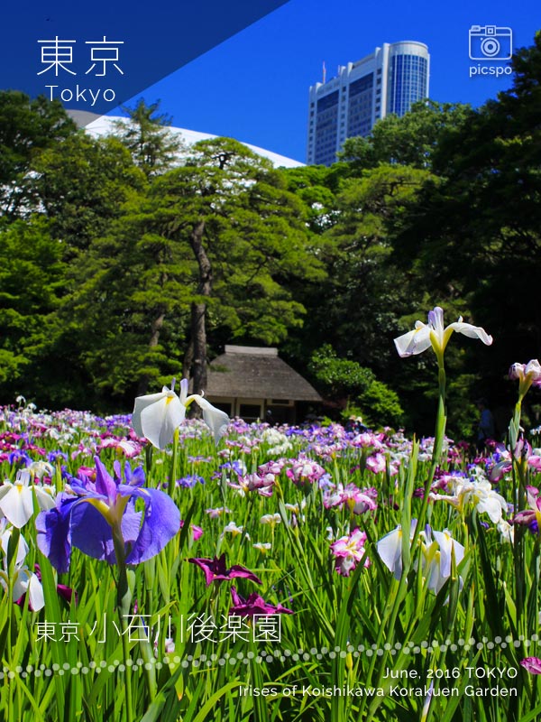 고이시카와 코라쿠엔 (小石川後楽園) 의 꽃 창포