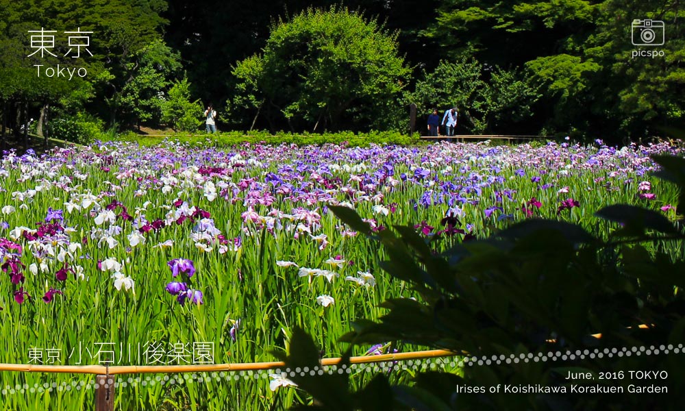 고이시카와 코라쿠엔 (小石川後楽園) 의 꽃 창포