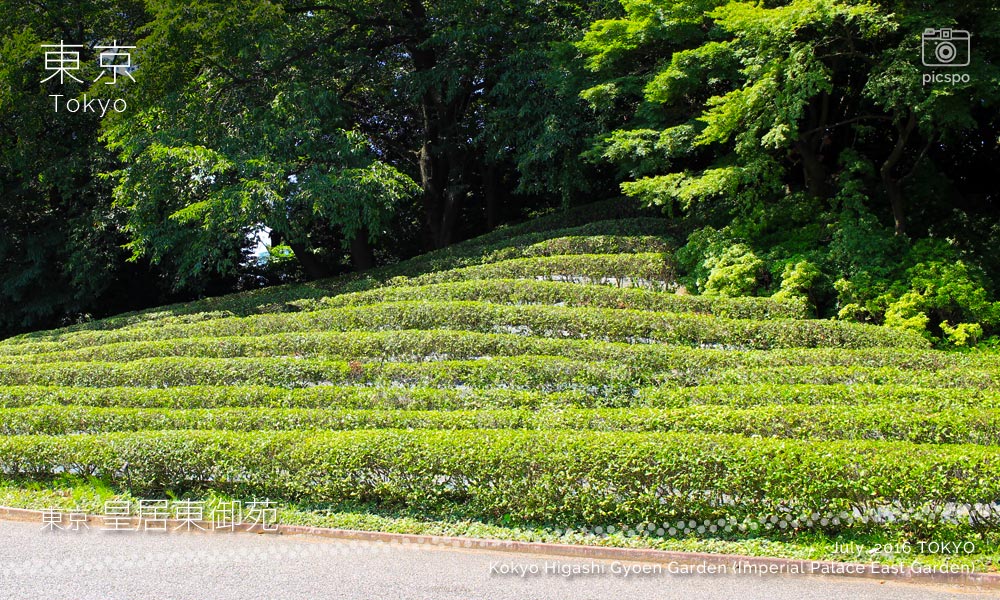 皇居 東御苑の茶畑